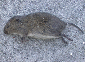 Meadow Vole